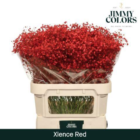 Gypsophila overig kleurbehandeld H%