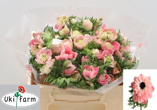 Anemone coronaria 'Levante Rosa'