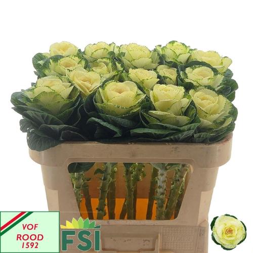 Brassica oleracea 'White Crane'