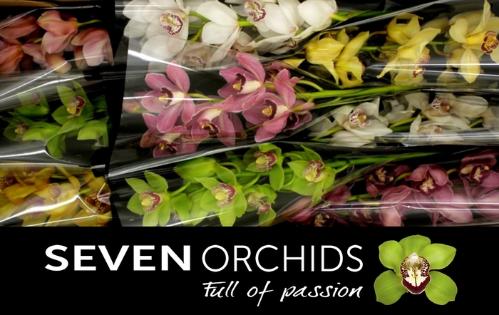 Cymbidium grootbloemig per tak gemengd