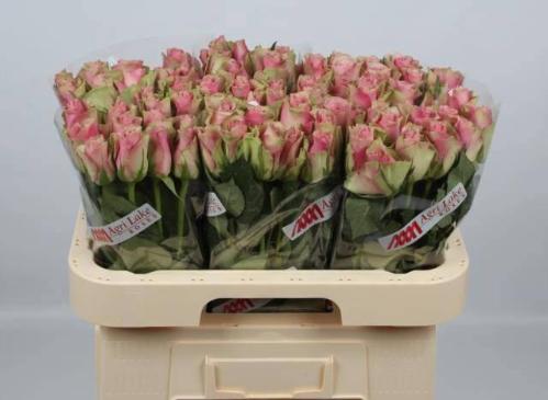 Rosa grootbloemig Belle Rose