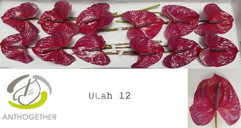 Anthurium (Andreanum Grp) Utah