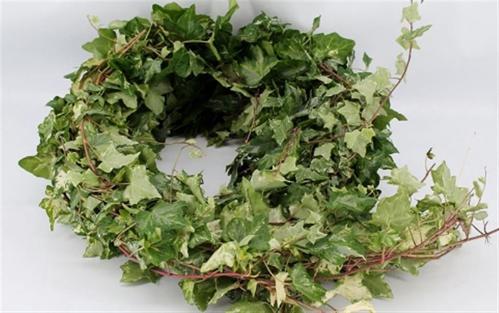 Hedera per bos