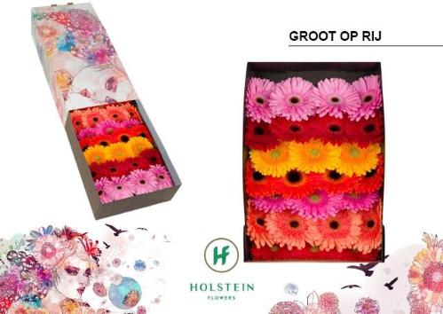 Gerbera grootbloemig gemengd op rij