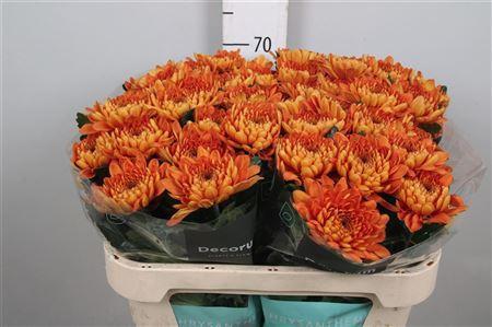 Chrysanthemum (Indicum Grp) geplozen Bellavista