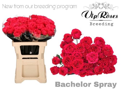 Rosa tros Bachelor