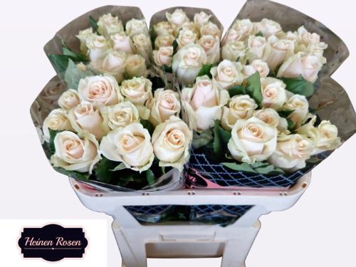 Rosa grootbloemig Talea+