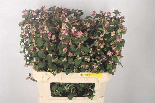 Symphoricarpos Magical Charming Fantasy