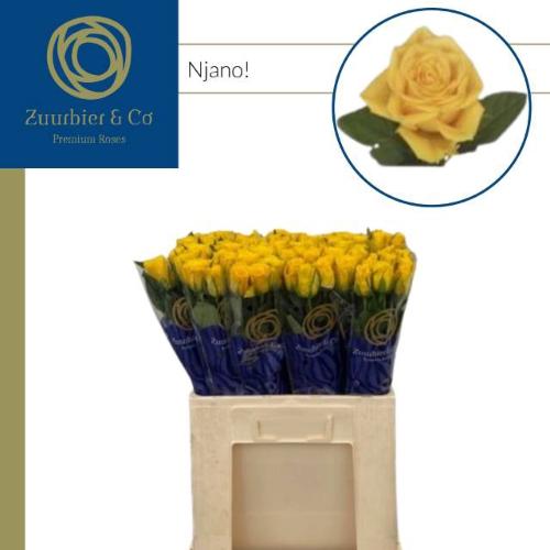 Rosa grootbloemig Njano!