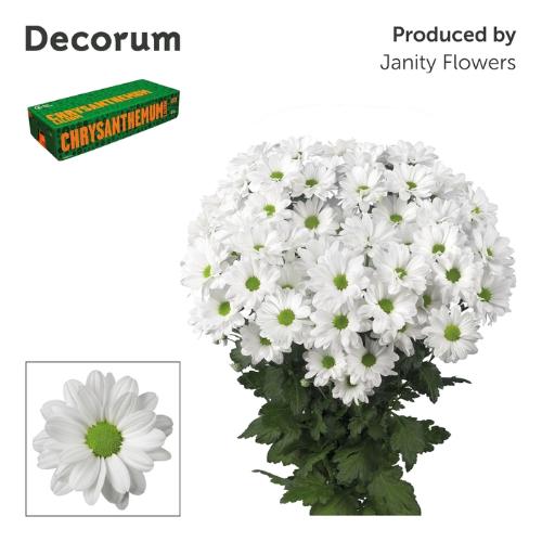 Chrysanthemum Indicum Grp tros Kennedy
