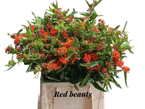 Asclepias tuberosa 'Red Beauty'