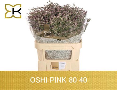 Limonium Safora Oshi Pink