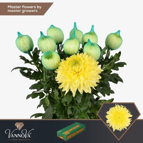 Chrysanthemum (Indicum Grp) geplozen Magnum Yellow