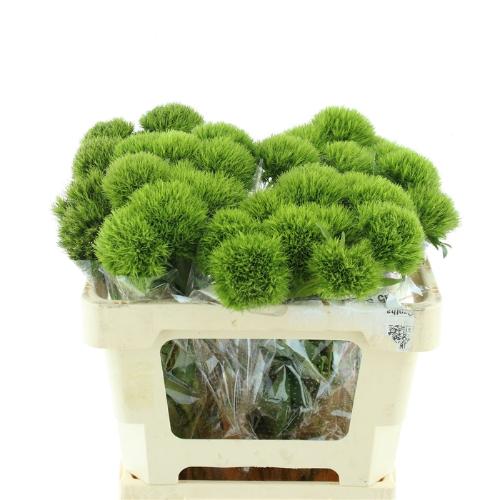 Dianthus barbatus Kiwi Mellow