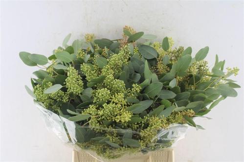 Eucalyptus per bos polyanthemos (fruit)