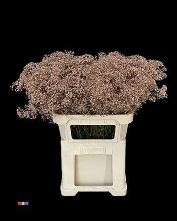 Gypsophila overig kleurbehandeld H%