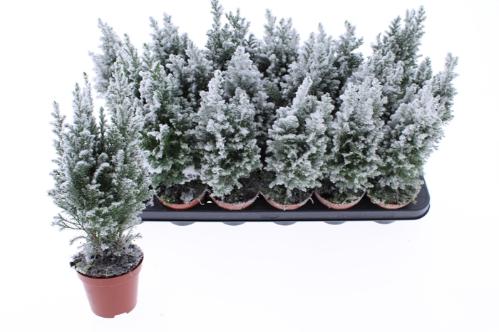 Chamaecyparis lawsoniana 'Ellwoodii'