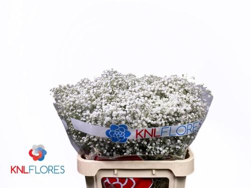 Gypsophila paniculata Xlence
