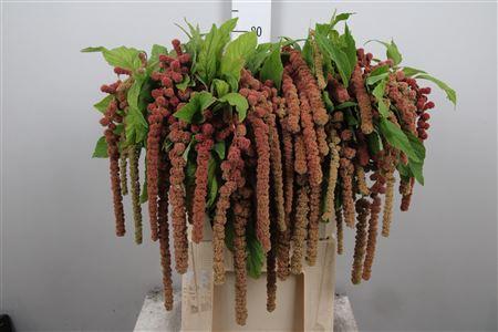 Amaranthus caudatus 'Coral Fountain'