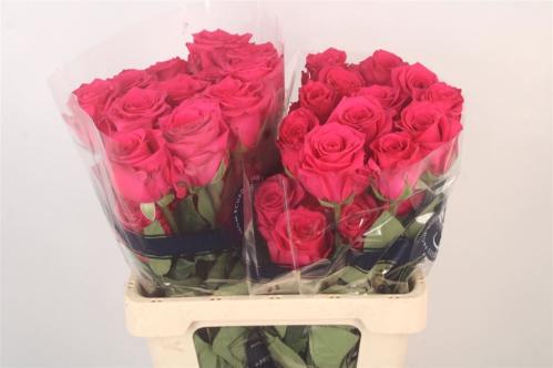 Rosa grootbloemig Vipink