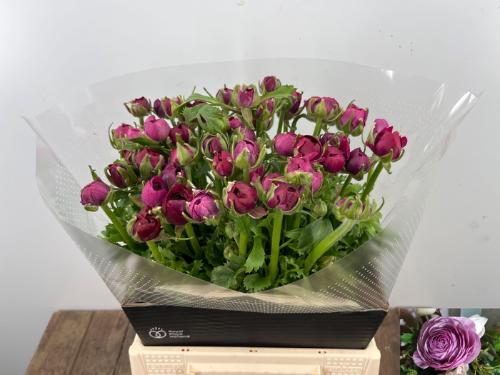 Ranunculus asiaticus 'Elegance Violet'
