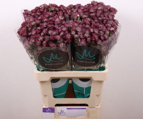 Astrantia major 'Star of Desire'