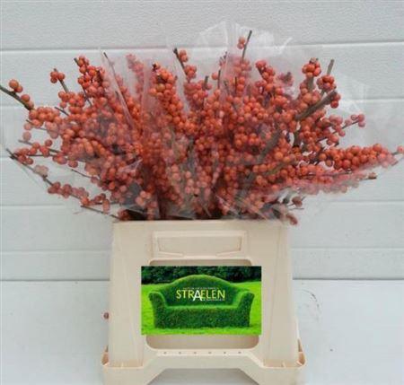 Ilex verticillata 'Winter Gold'
