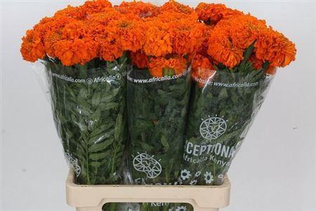 Tagetes Erecta Grp Promise Orange