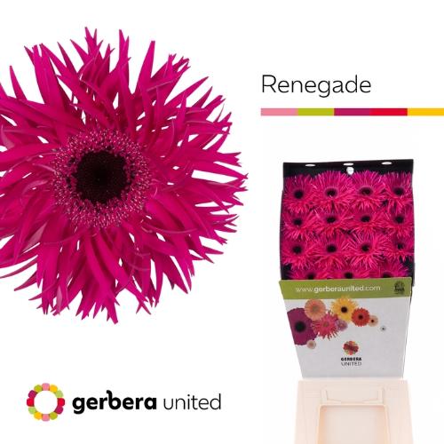 Gerbera grootbloemig Renegade