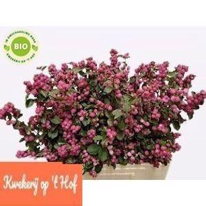 Symphoricarpos Magical Temptation