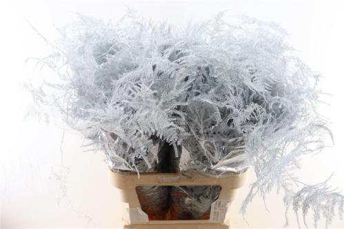 Asparagus overig kleurbehandeld H%