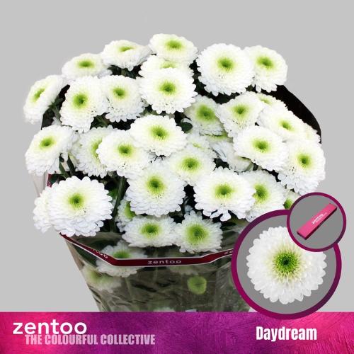Chrysanthemum (Indicum Grp) tros Daydream