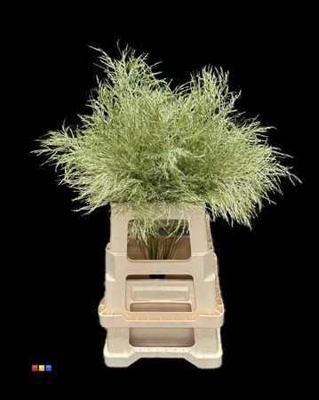 Decoratiegroen kleurbehandeld per bos H%
