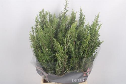 Decoratiegroen overig per bos