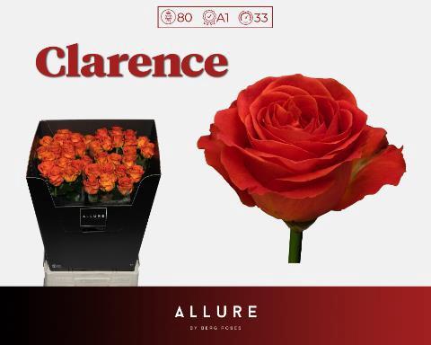 Rosa grootbloemig Clarence+