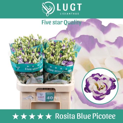 Eustoma russellianum gevuldbloemig 'Rosita Blue Picotee'