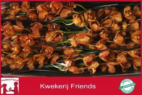 Cymbidium grootbloemig 'King Alex'