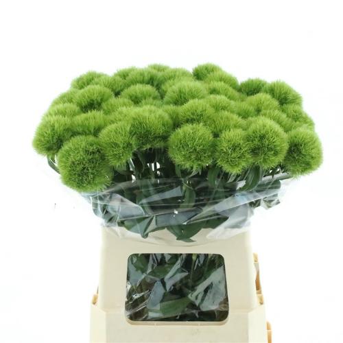 Dianthus barbatus Green Trick