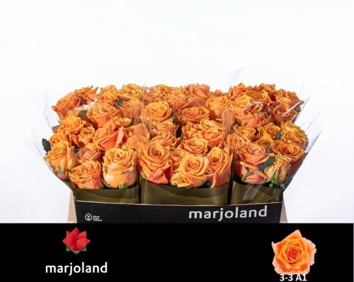 Rosa grootbloemig Novi!