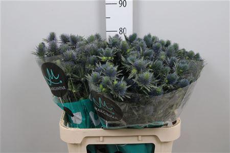 Eryngium Supernova Questar
