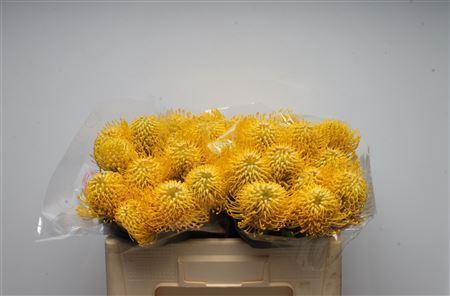 Leucospermum Ayoba Yellow