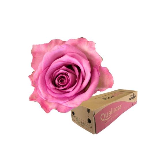 Rosa grootbloemig Thriller