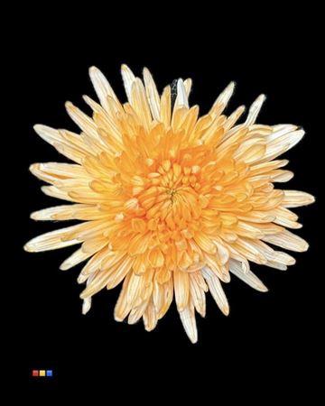 Chrysanthemum (Indicum Grp) geplozen Topspin kleurbehandeld H%