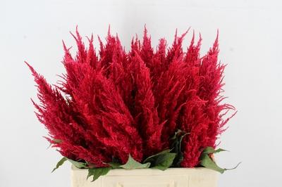 Celosia Plumosa Grp 'Century Rood'