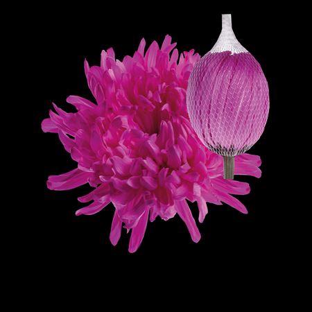 Chrysanthemum (Indicum Grp) geplozen Antonov kleurbehandeld H%