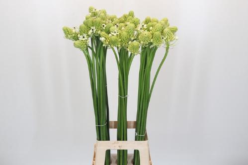 Ornithogalum saundersiae