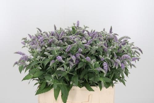 Mentha 'Silver Queen'