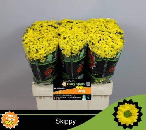 Chrysanthemum (Indicum Grp) tros santini Aaa Skippy