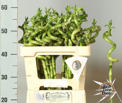 Dracaena sanderiana Lucky Bamboo