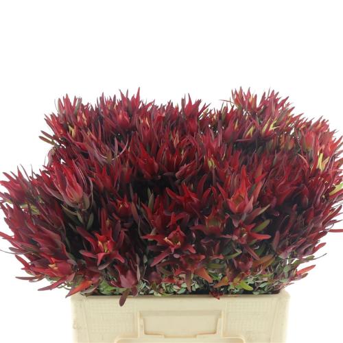 Leucadendron coniferum 'Blushed Pearl'